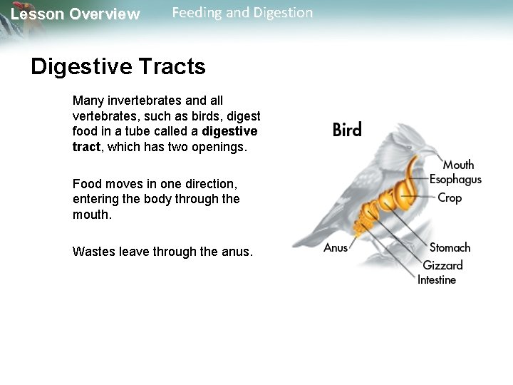 Lesson Overview Feeding and Digestion Digestive Tracts Many invertebrates and all vertebrates, such as