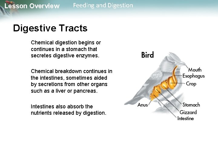 Lesson Overview Feeding and Digestion Digestive Tracts Chemical digestion begins or continues in a