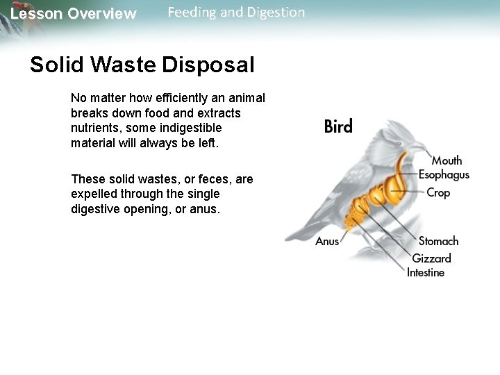 Lesson Overview Feeding and Digestion Solid Waste Disposal No matter how efficiently an animal