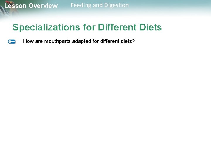 Lesson Overview Feeding and Digestion Specializations for Different Diets How are mouthparts adapted for
