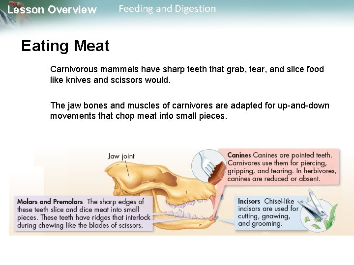 Lesson Overview Feeding and Digestion Eating Meat Carnivorous mammals have sharp teeth that grab,