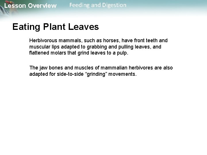 Lesson Overview Feeding and Digestion Eating Plant Leaves Herbivorous mammals, such as horses, have