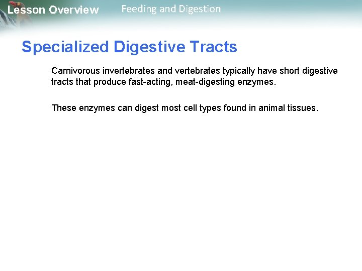 Lesson Overview Feeding and Digestion Specialized Digestive Tracts Carnivorous invertebrates and vertebrates typically have