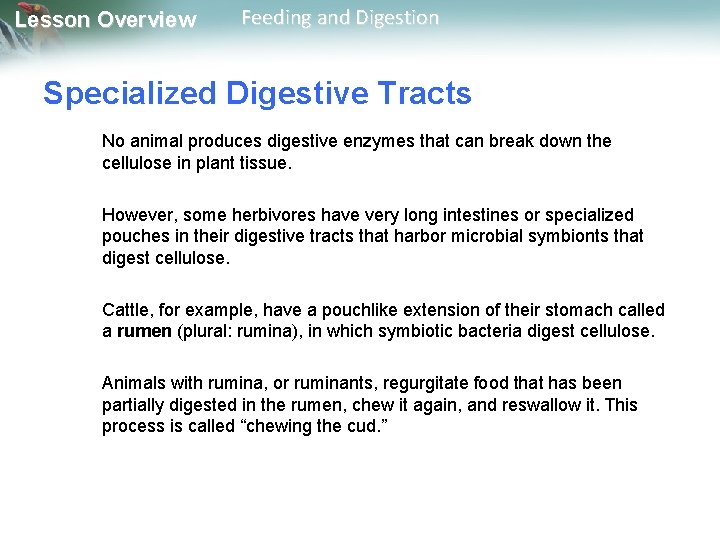 Lesson Overview Feeding and Digestion Specialized Digestive Tracts No animal produces digestive enzymes that