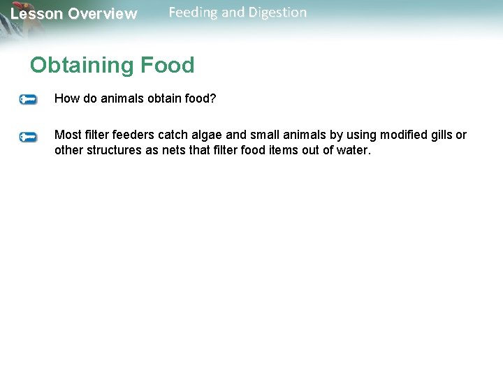 Lesson Overview Feeding and Digestion Obtaining Food How do animals obtain food? Most filter