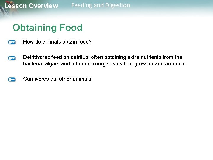 Lesson Overview Feeding and Digestion Obtaining Food How do animals obtain food? Detritivores feed