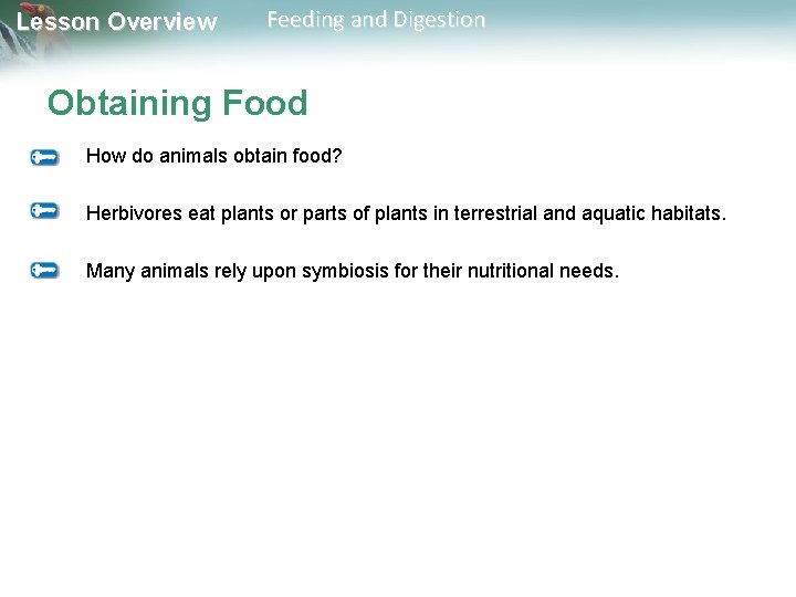Lesson Overview Feeding and Digestion Obtaining Food How do animals obtain food? Herbivores eat