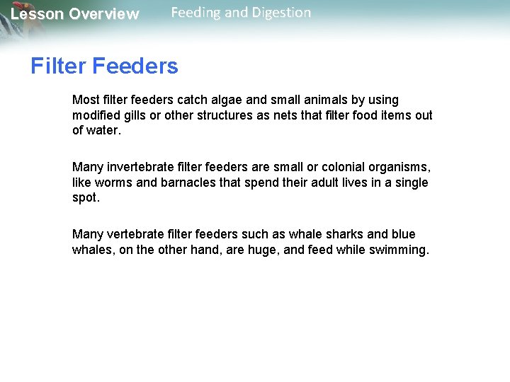 Lesson Overview Feeding and Digestion Filter Feeders Most filter feeders catch algae and small