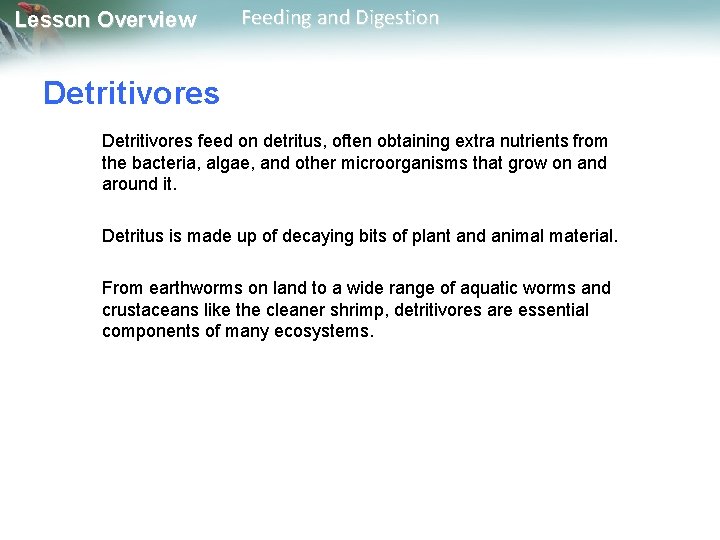 Lesson Overview Feeding and Digestion Detritivores feed on detritus, often obtaining extra nutrients from