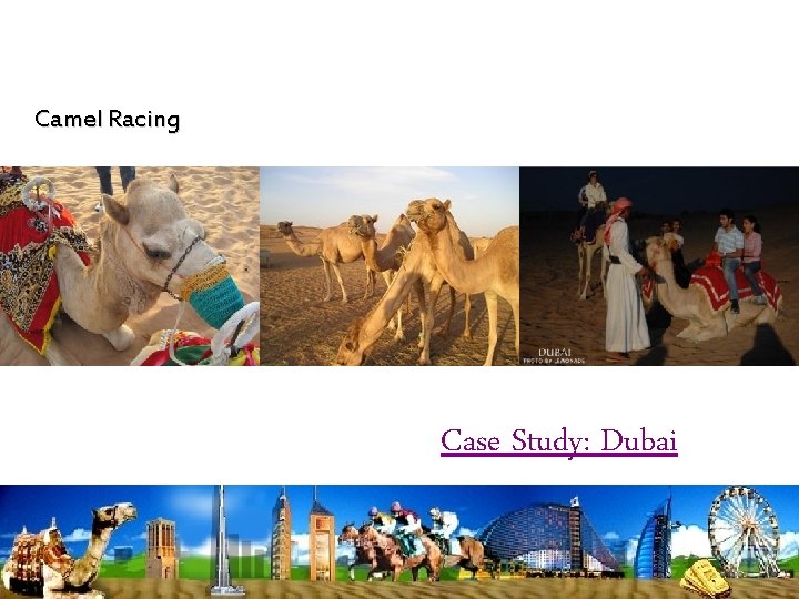 Camel Racing Case Study: Dubai 