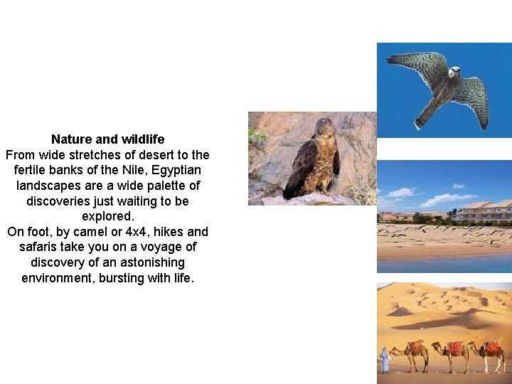 Nature and wildlife From wide stretches of desert to the fertile banks of the