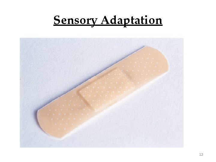 Sensory Adaptation 12 