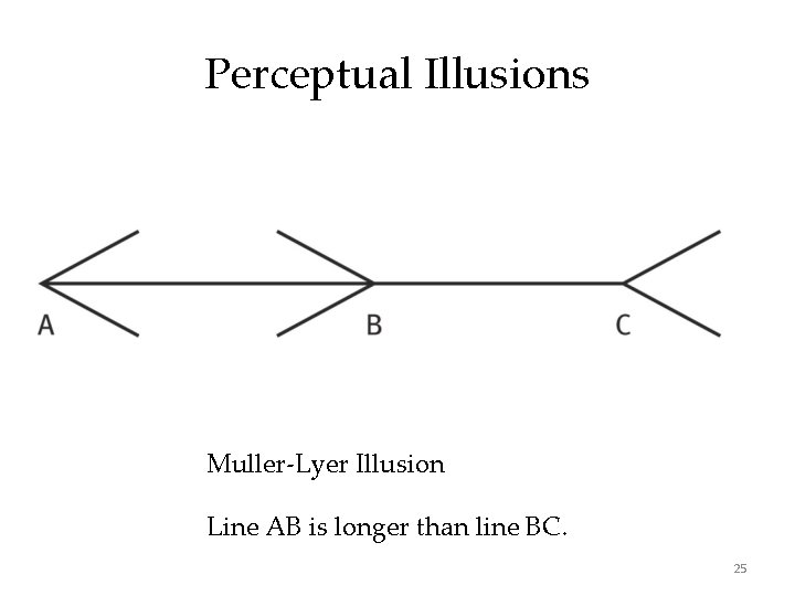 Perceptual Illusions Muller-Lyer Illusion Line AB is longer than line BC. 25 
