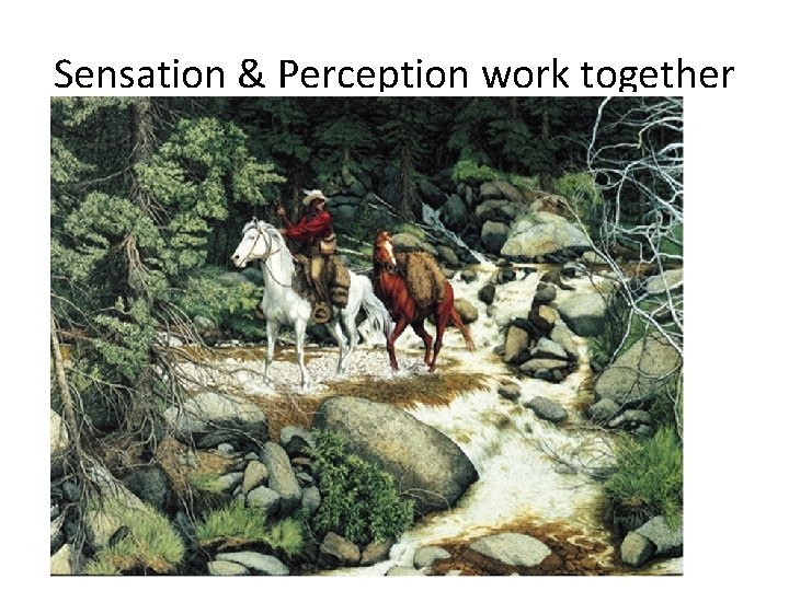 Sensation & Perception work together 