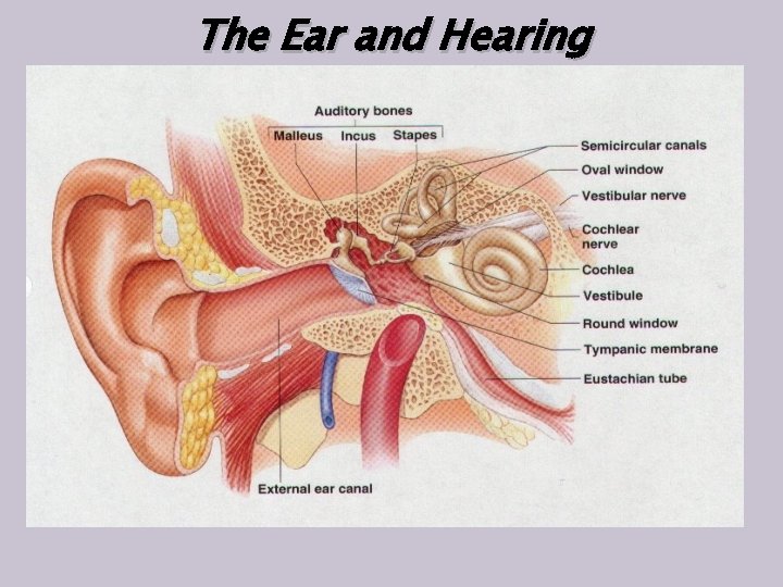 The Ear and Hearing 