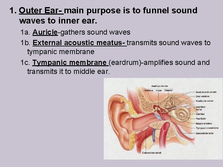 1. Outer Ear- main purpose is to funnel sound waves to inner ear. 1