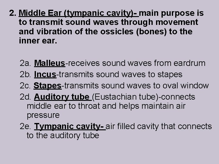 2. Middle Ear (tympanic cavity)- main purpose is to transmit sound waves through movement