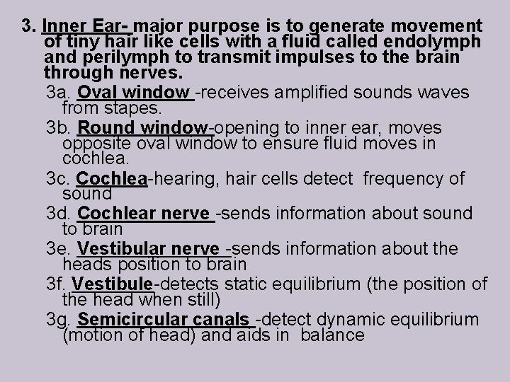 3. Inner Ear- major purpose is to generate movement of tiny hair like cells