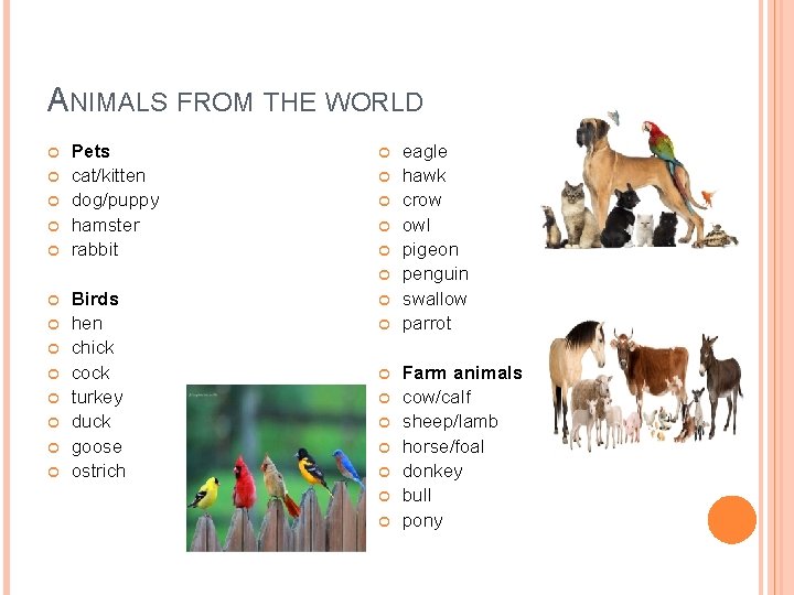 ANIMALS FROM THE WORLD Pets cat/kitten dog/puppy hamster rabbit Birds hen chick cock turkey