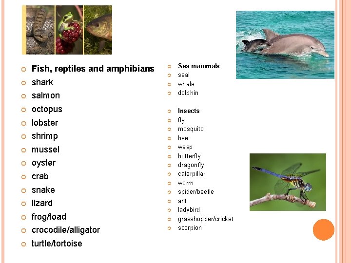  Fish, reptiles and amphibians shark salmon octopus lobster shrimp mussel oyster crab snake
