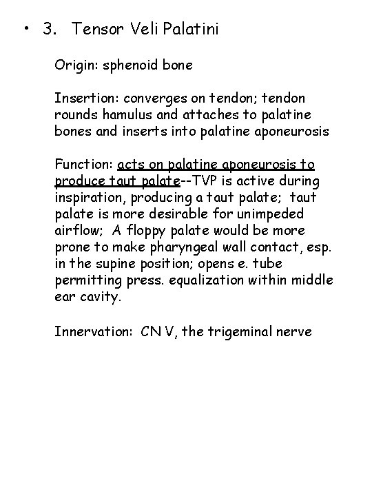  • 3. Tensor Veli Palatini Origin: sphenoid bone Insertion: converges on tendon; tendon