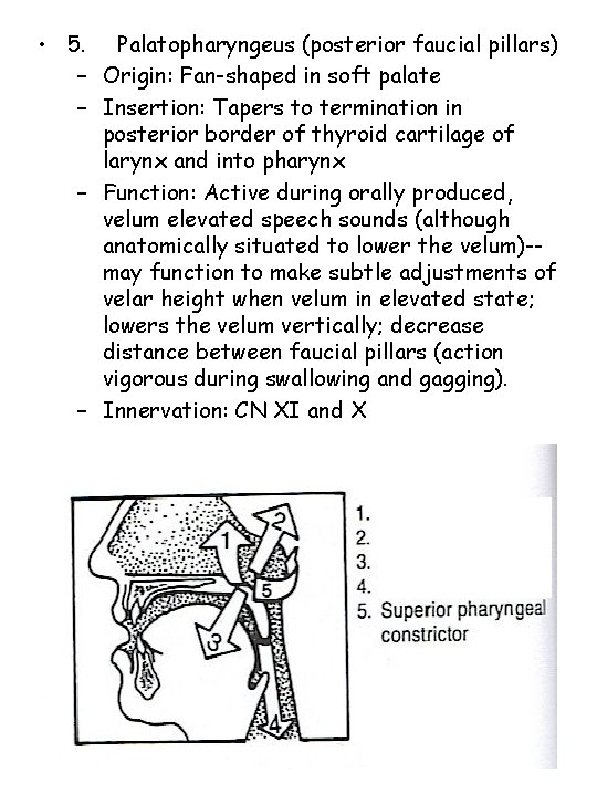  • 5. Palatopharyngeus (posterior faucial pillars) – Origin: Fan-shaped in soft palate –