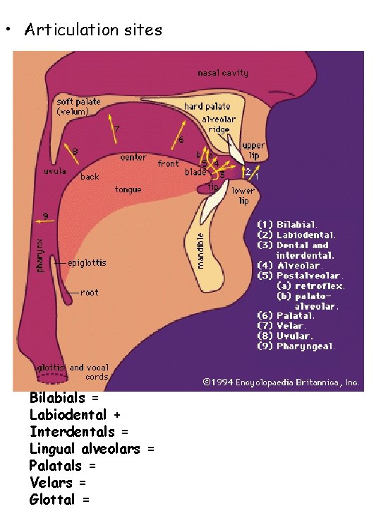  • Articulation sites Bilabials = Labiodental + Interdentals = Lingual alveolars = Palatals