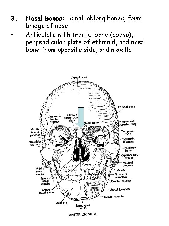 3. • Nasal bones: small oblong bones, form bridge of nose Articulate with frontal