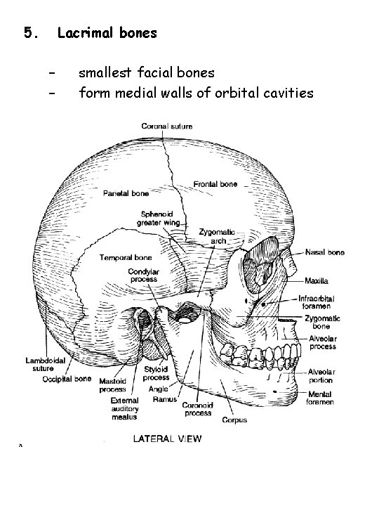 5. Lacrimal bones – – smallest facial bones form medial walls of orbital cavities