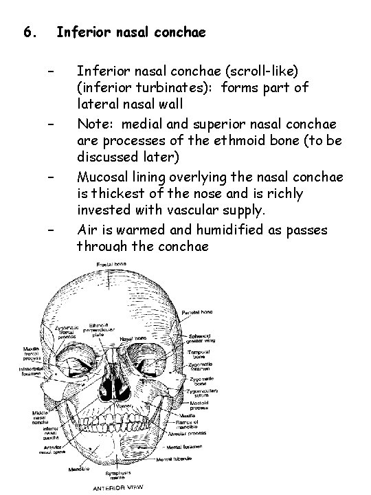 6. Inferior nasal conchae – – Inferior nasal conchae (scroll-like) (inferior turbinates): forms part