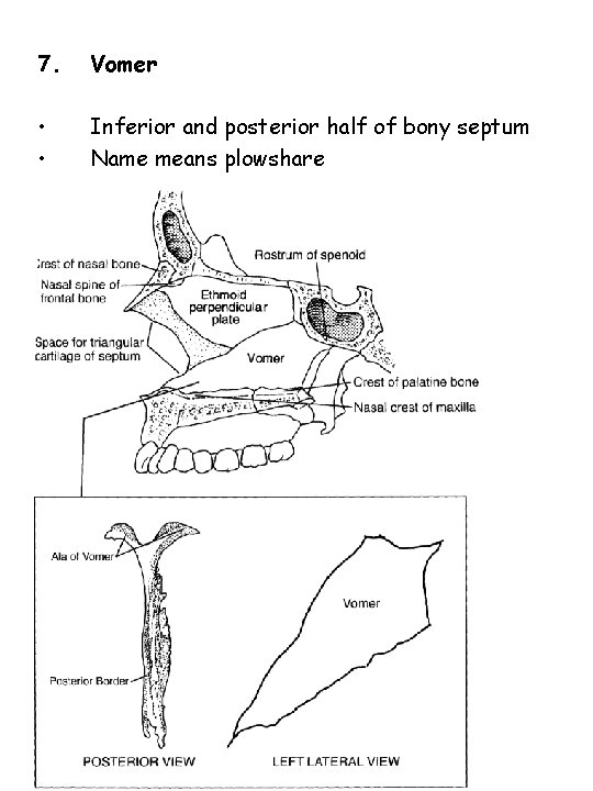 7. Vomer • • Inferior and posterior half of bony septum Name means plowshare