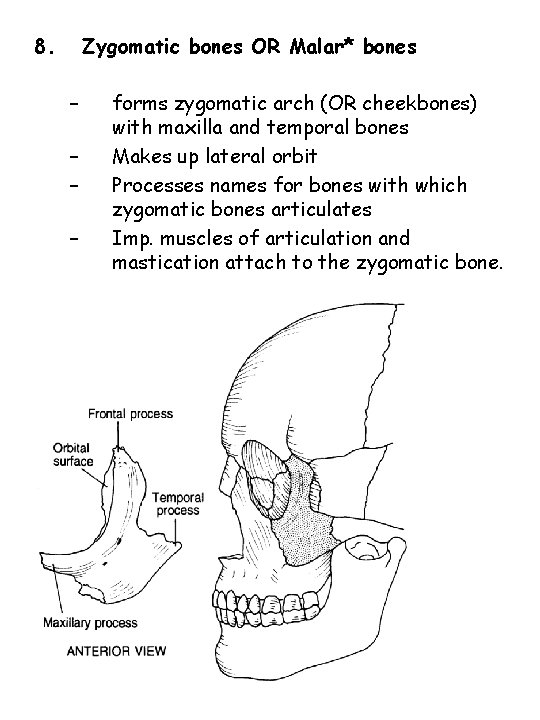 8. Zygomatic bones OR Malar* bones – – forms zygomatic arch (OR cheekbones) with