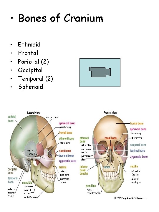  • Bones of Cranium • • • Ethmoid Frontal Parietal (2) Occipital Temporal