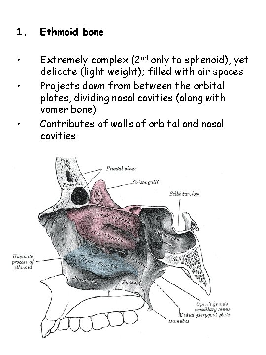 1. Ethmoid bone • Extremely complex (2 nd only to sphenoid), yet delicate (light