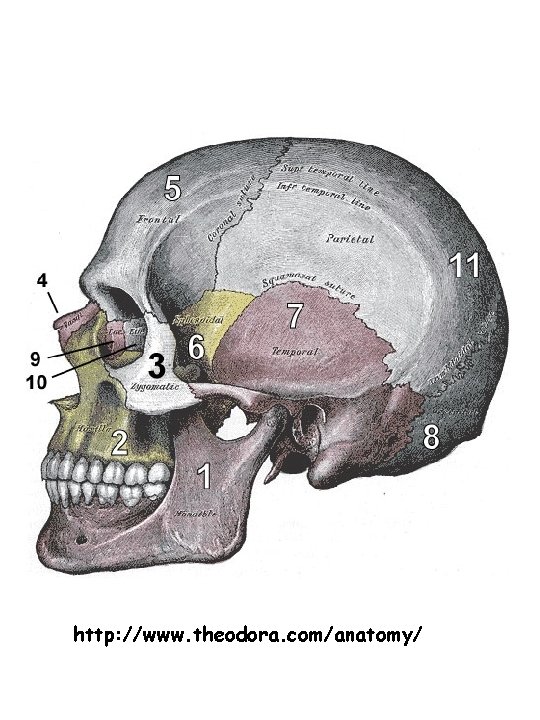 http: //www. theodora. com/anatomy/ 