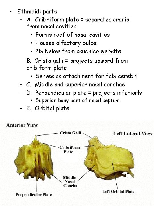  • Ethmoid: parts – A. Cribriform plate = separates cranial from nasal cavities