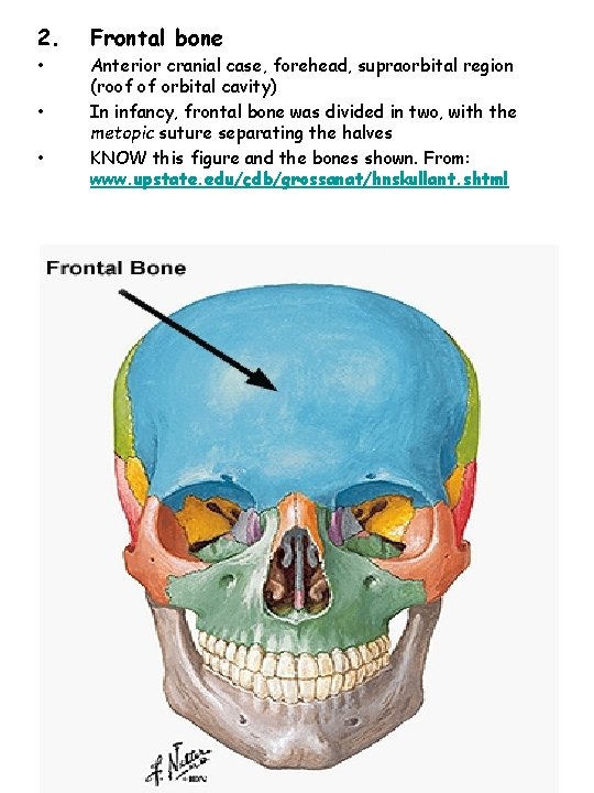 2. Frontal bone • Anterior cranial case, forehead, supraorbital region (roof of orbital cavity)