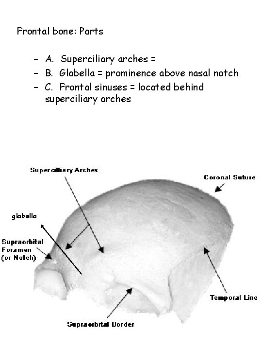 Frontal bone: Parts – A. Superciliary arches = – B. Glabella = prominence above