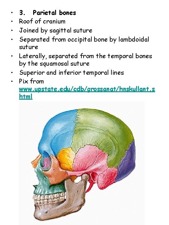  • • 3. Parietal bones Roof of cranium Joined by sagittal suture Separated