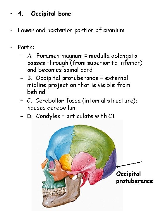  • 4. Occipital bone • Lower and posterior portion of cranium • Parts: