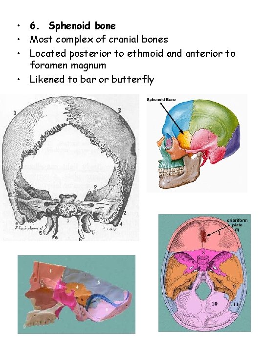  • 6. Sphenoid bone • Most complex of cranial bones • Located posterior