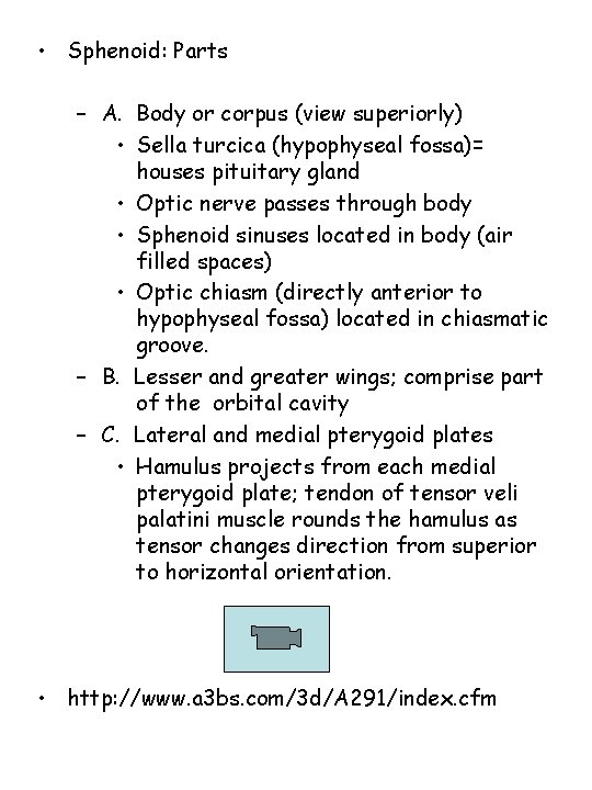  • Sphenoid: Parts – A. Body or corpus (view superiorly) • Sella turcica
