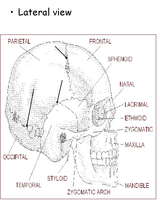  • Lateral view 