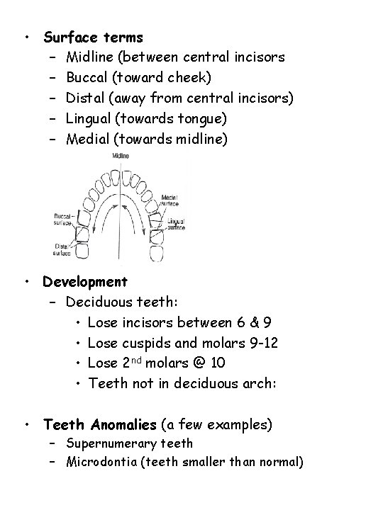  • Surface terms – Midline (between central incisors – Buccal (toward cheek) –