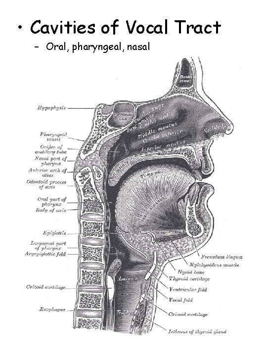  • Cavities of Vocal Tract – Oral, pharyngeal, nasal 