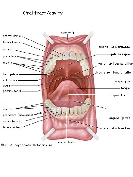 – Oral tract/cavity Anterior faucial pillar Posterior faucial pillar Lingual frenum 