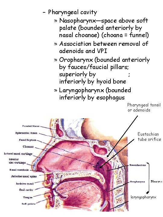 – Pharyngeal cavity » Nasopharynx—space above soft palate (bounded anteriorly by nasal choanae) (choana