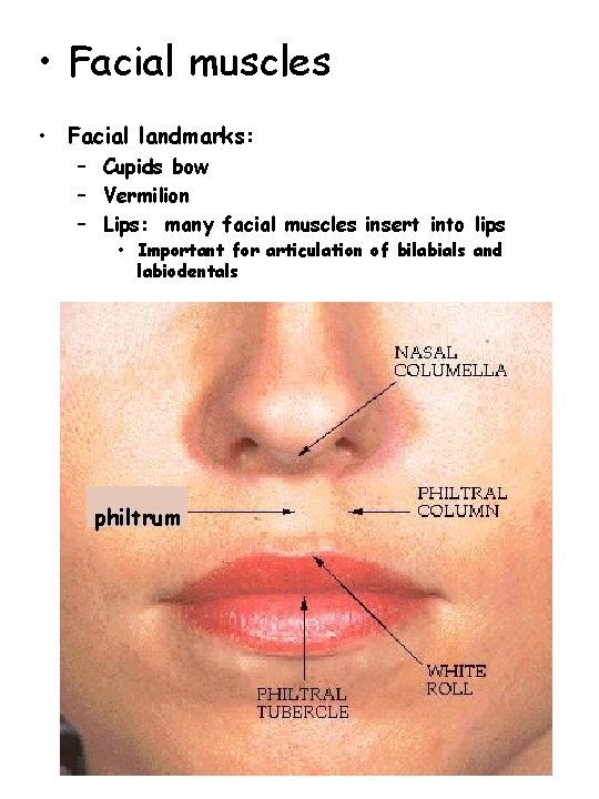  • Facial muscles • Facial landmarks: – Cupids bow – Vermilion – Lips: