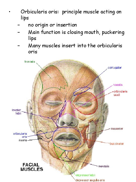  • Orbicularis oris: principle muscle acting on lips – no origin or insertion