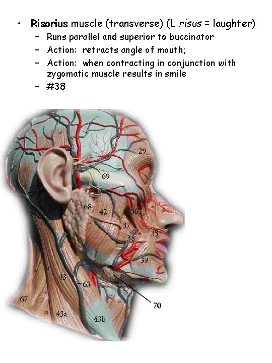  • Risorius muscle (transverse) (L risus = laughter) – Runs parallel and superior